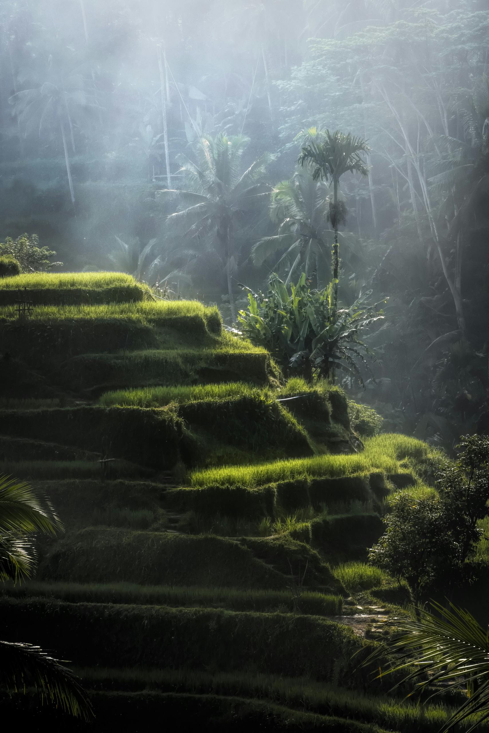 Stunning view of lush rice terraces in Bali, enveloped in morning fog, showcasing natural beauty.